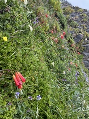 Phycella cyrtanthoides