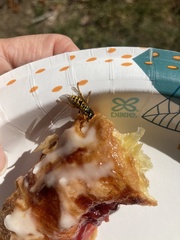 Vespula