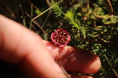 Darwinia squarrosa