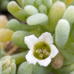 Nolana crassulifolia
