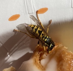 Vespula