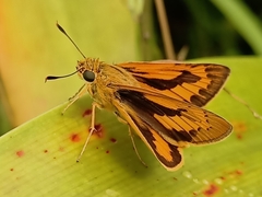 Cephrenes trichopepla