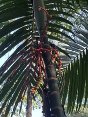 Pinanga