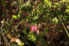Darwinia squarrosa