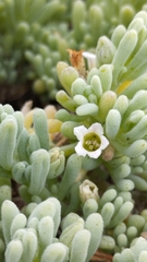 Nolana crassulifolia