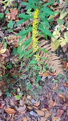 Solidago curtisii