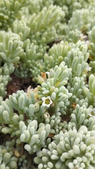 Nolana crassulifolia