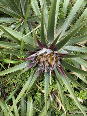 Puya
