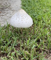 Chlorophyllum