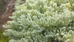 Nolana crassulifolia