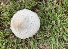 Chlorophyllum