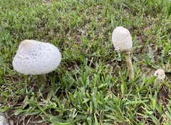 Chlorophyllum