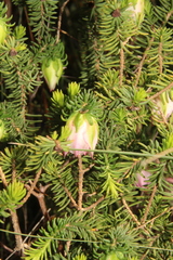 Darwinia squarrosa