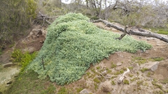 Nolana crassulifolia
