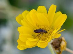 Melacoryphus lateralis