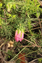 Darwinia squarrosa