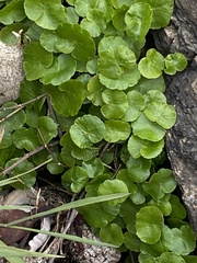 Hydrocotyle ranunculoides
