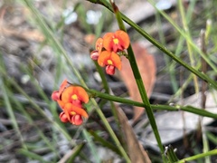 Daviesia alata