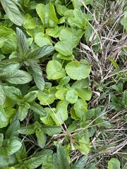 Hydrocotyle ranunculoides
