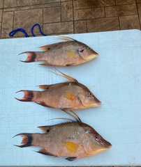 Lachnolaimus maximus