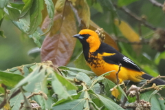 Icterus pectoralis