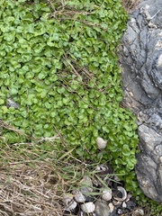Hydrocotyle ranunculoides
