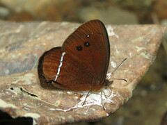 Lymanopoda albocincta