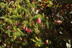 Darwinia squarrosa