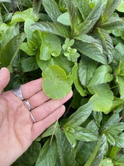 Hydrocotyle ranunculoides