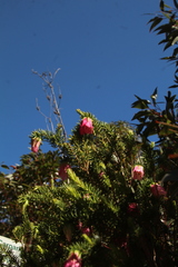 Darwinia squarrosa