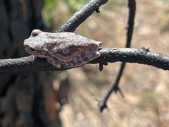 Hyla femoralis