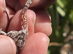 Hyla femoralis