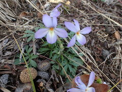 Viola pedata
