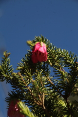 Darwinia squarrosa