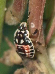 Podisus placidus