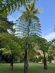 Caryota maxima