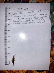 Forficula auricularia