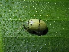 Walterianella tenuicincta