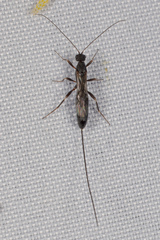 Doryctinae
