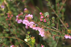 Hypocalymma speciosum