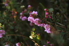 Hypocalymma speciosum