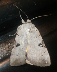 Catocala nuptialis