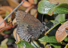 Callophrys polios