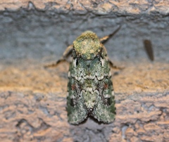 Lacinipolia laudabilis