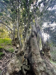 Beilschmiedia miersii