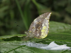 Lieinix nemesis nemesis