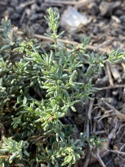 Frankenia salina