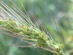 Echinochloa walteri