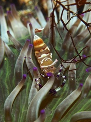 Ancylomenes speciosus