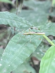 Stenocoris